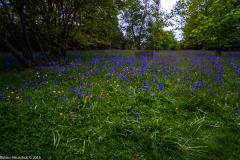 DSCF2012-4