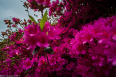 DSCF2026-3
