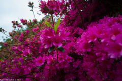 DSCF2027-2
