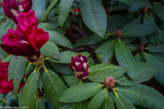 DSCF2032-3