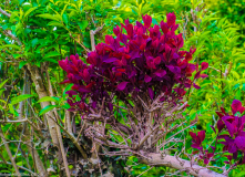 DSCF2061