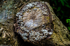 DSCF2071