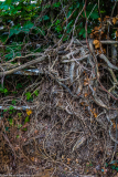 DSCF2077-2