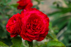 DSCF2077