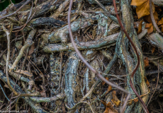 DSCF2078-2