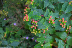 DSCF2084