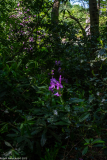 DSCF2117