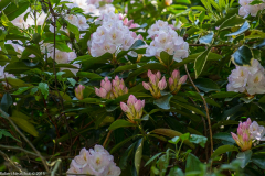 DSCF2140