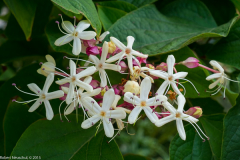 DSCF2288