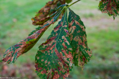 DSCF2383