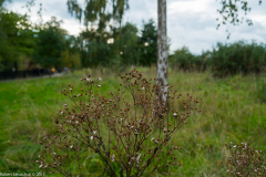 DSCF2385