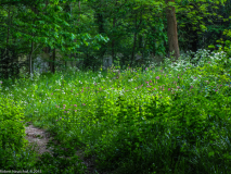 IMG_0031-2