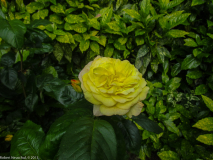 IMG_0107-2