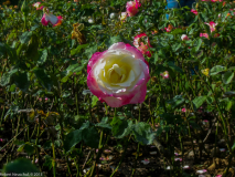 IMG_0634