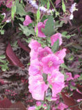 Picture 140