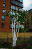 DSCF2163
